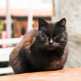 Бахчисарайский кот, живёт в Старом городе.